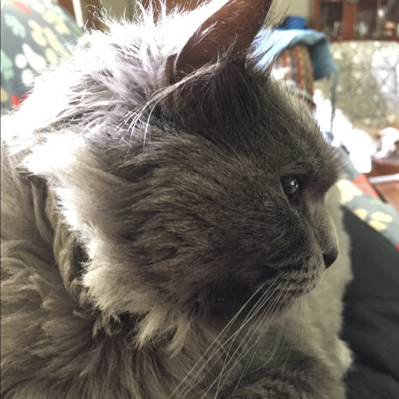 Meet your Posher, Elisa - Picture 1 of 1